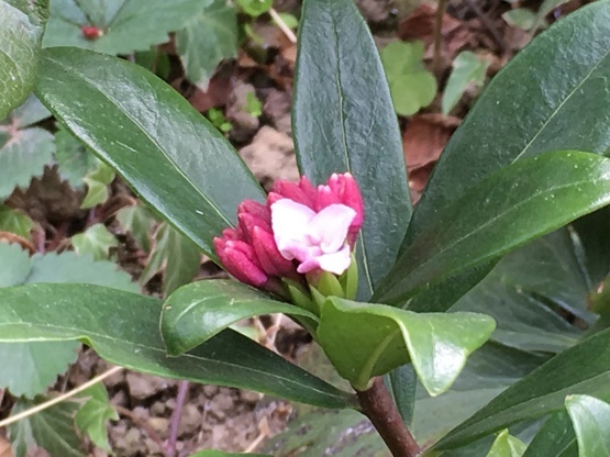 庭での花蕾_b0349795_12032266.jpg