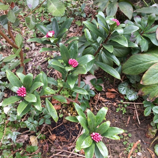庭での花蕾_b0349795_12032361.jpg