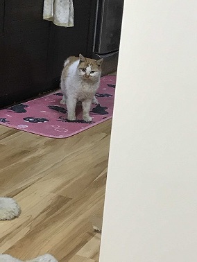 負傷収容だった茶白猫さん、ニコちゃん_f0242002_11593930.jpg