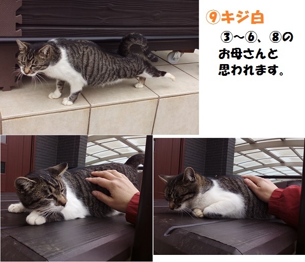 【里親さま募集】置いて行かれた猫８匹－その後－_f0242002_14402609.jpg