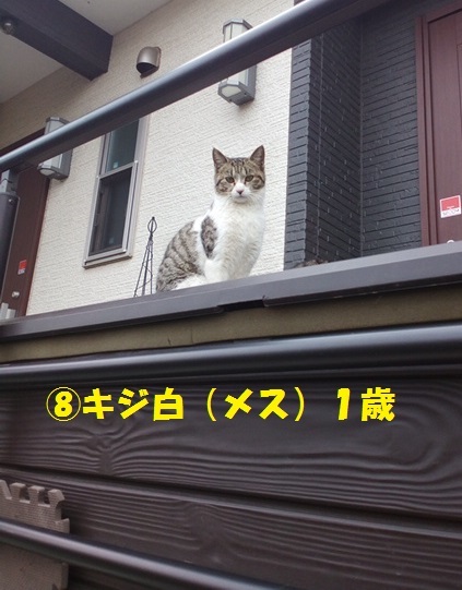 【移動先募集】置いて行かれた猫8匹-つづき-_f0242002_14403062.jpg