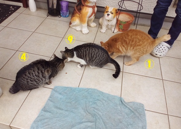 【移動先募集】置いて行かれた猫8匹-つづき-_f0242002_14403512.jpg