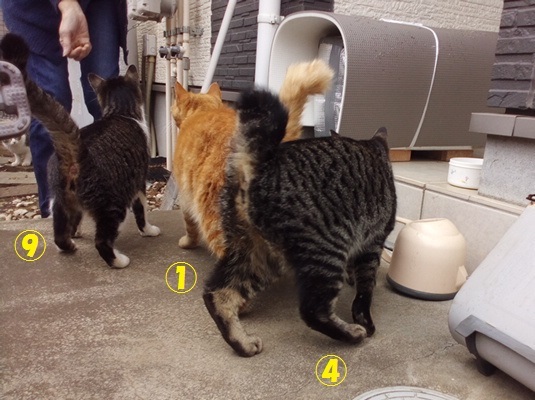【移動先募集】置いて行かれた猫8匹-つづき-_f0242002_14404367.jpg