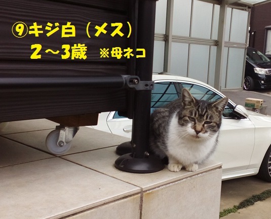 【移動先募集】置いて行かれた猫8匹-つづき-_f0242002_14404965.jpg