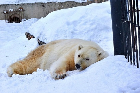 ロシア・西シベリア、ボリシェリェーチェ動物園の「国際ホッキョクグマの日」～ グーリャの30歳を祝う_a0151913_21424885.jpg