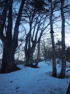 雪を求めて白川村へ…②有家ケ原_c0359615_22174486.jpg