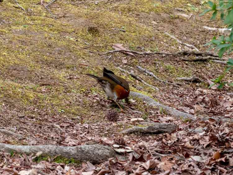 地元の公園のオオアカハラ_b0379316_19565907.jpg