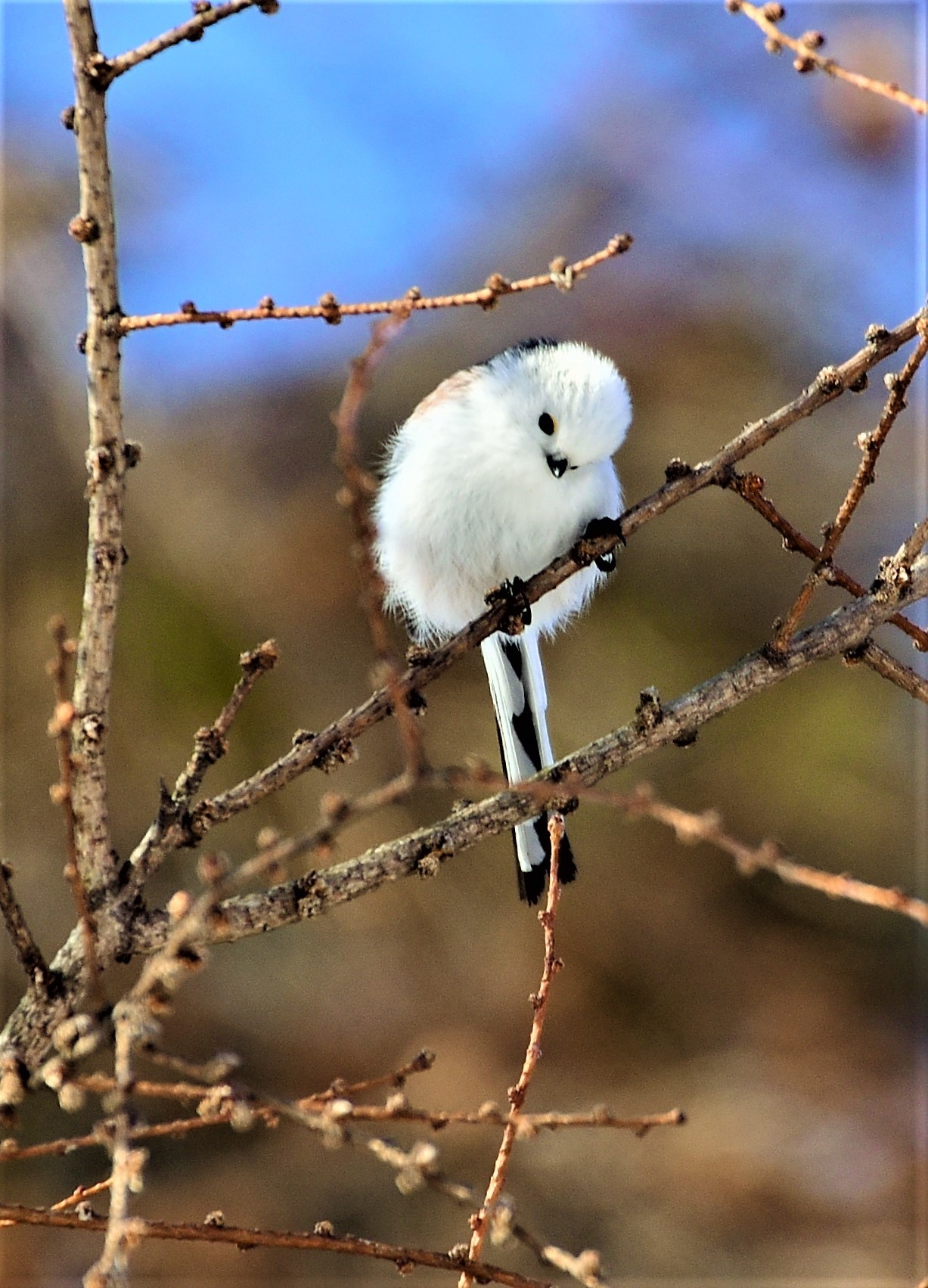 　北の森からエゾリスと野鳥便り_d0098721_18594974.jpg