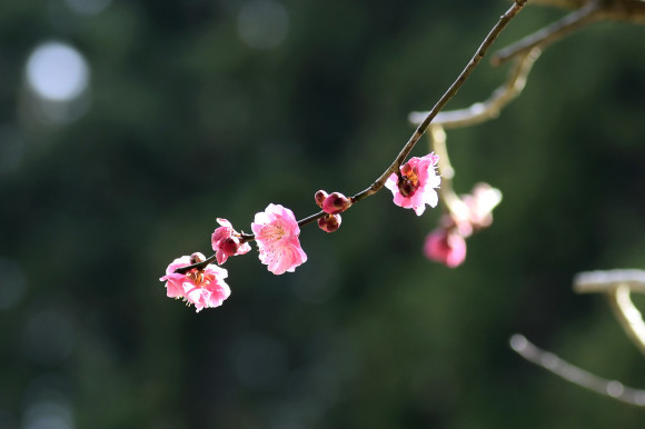 樹木公園・梅(1)_c0093046_19034833.jpg