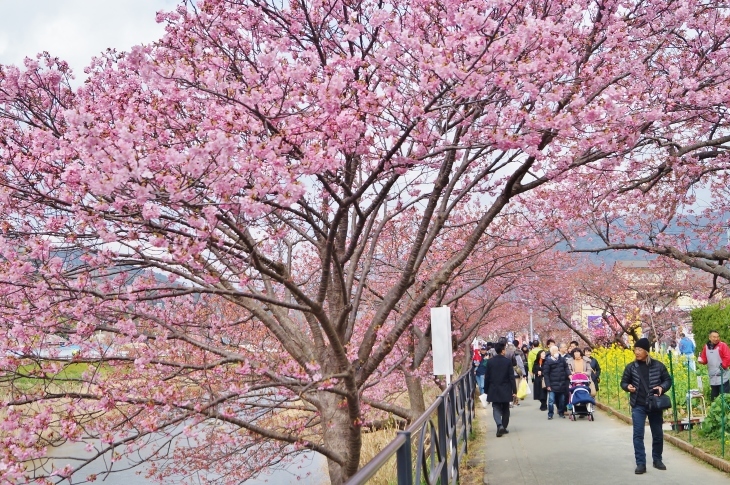 伊豆・河津町の河津桜（２）河津川の桜並木_b0063958_22184362.jpg