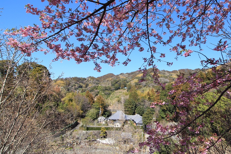 十輪寺の河津桜♪_a0167759_11483343.jpg