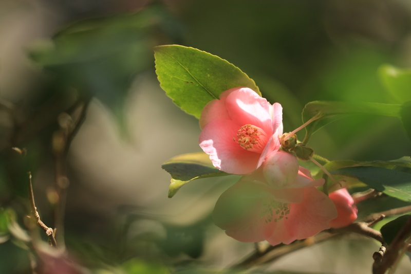 十輪寺の河津桜♪_a0167759_1275197.jpg