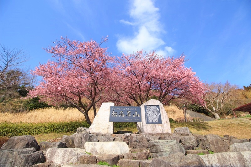 笛吹段公園の河津桜♪_a0167759_21361226.jpg