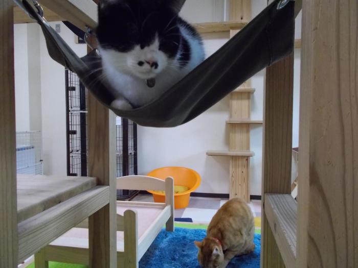 捨て猫に拾われた男 捨て猫に拾われた男