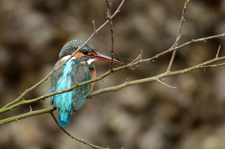 ★先週末の鳥類園(2019.2.23~24)_e0046474_12110125.jpg
