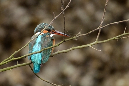 ★先週末の鳥類園（2019.2.23～24）_e0046474_12110125.jpg