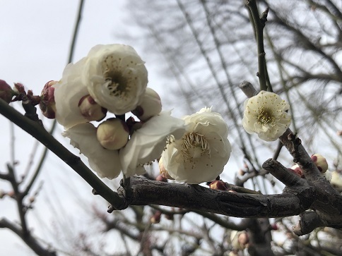 大阪城梅林　珍しい梅「華農玉蝶」を見に行って来ました。_d0341582_22493862.jpg