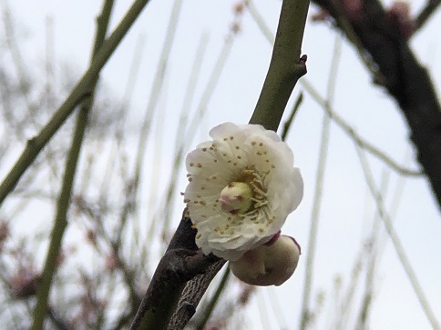 大阪城梅林　珍しい梅「華農玉蝶」を見に行って来ました。_d0341582_22503635.jpg