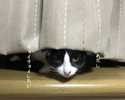 a0216583_22275267.png