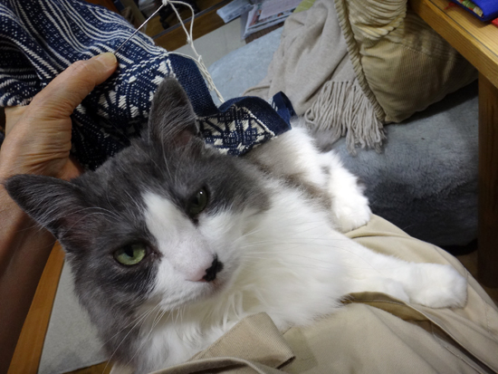 こぎん刺しと猫と♪ 馬のクツワで大物に挑戦3 完成(^^)_a0136293_15174454.jpg