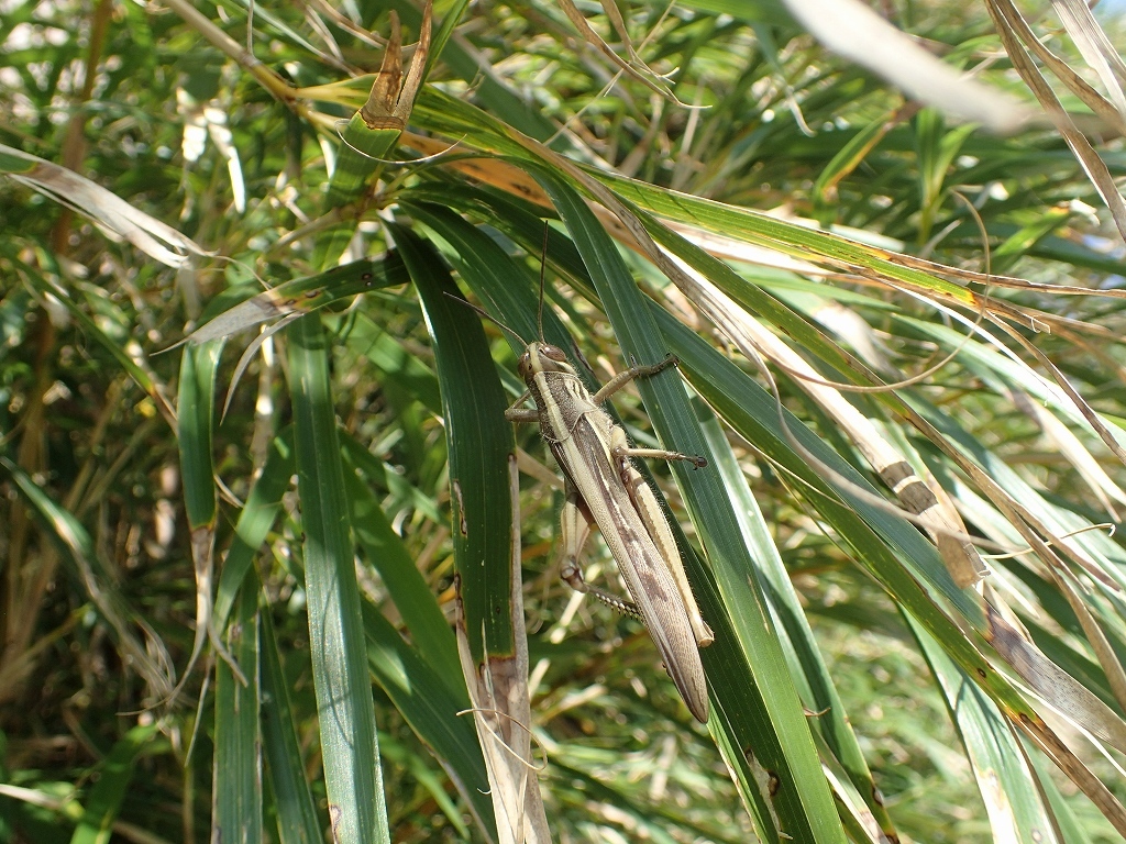 平島の昆虫（バッタ類他）_e0250495_22141235.jpg