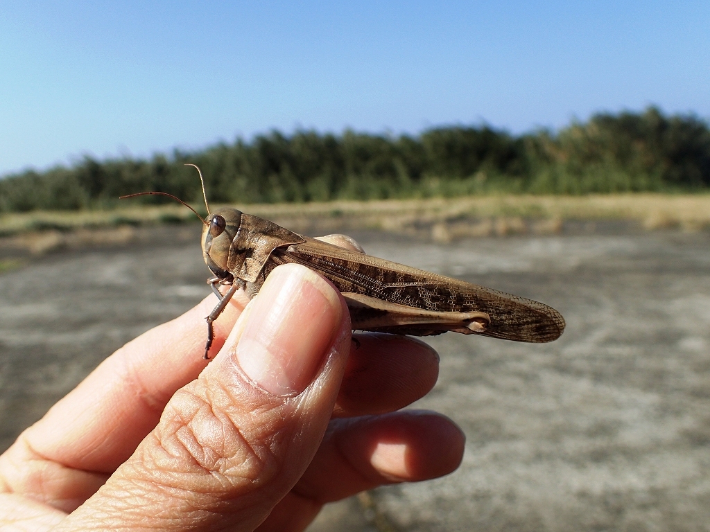 平島の昆虫 バッタ類他 虫央堂 平島の昆虫 バッタ類他 虫央堂