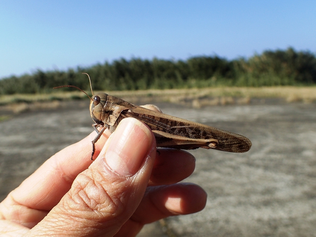 平島の昆虫（バッタ類他）_e0250495_22141481.jpg