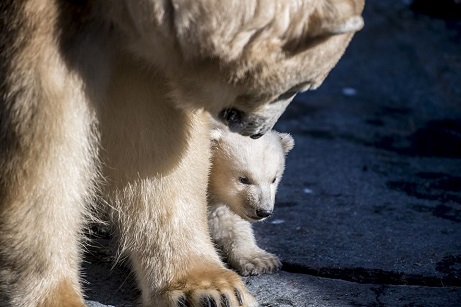 デンマーク・コペンハーゲン動物園の赤ちゃんが遂に屋外登場、そして一般公開が始まる_a0151913_23271441.jpg