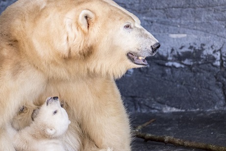 デンマーク・コペンハーゲン動物園の赤ちゃんが遂に屋外登場、そして一般公開が始まる_a0151913_23282897.jpg