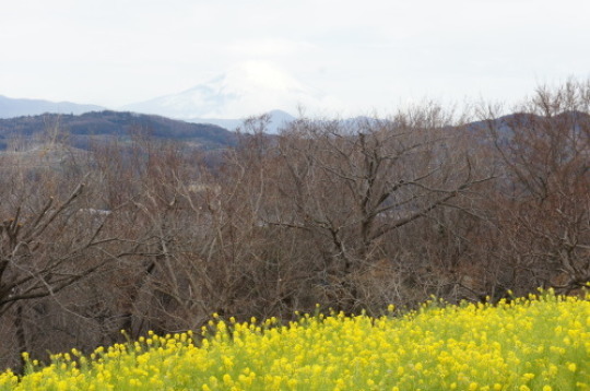 【2019年2月　伊豆旅行①（吾妻山公園】_f0215714_17005992.jpg