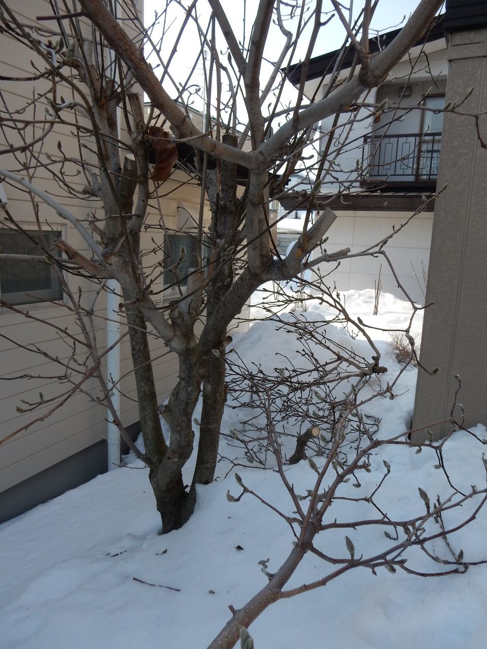 雪の深いうちにモクレンの太い枝を剪定する_c0025115_21512108.jpg