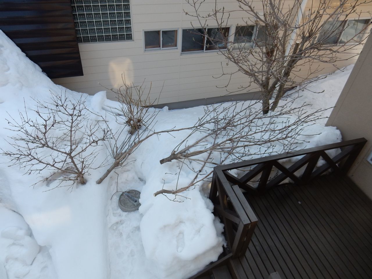 雪の深いうちにモクレンの太い枝を剪定する_c0025115_21554768.jpg