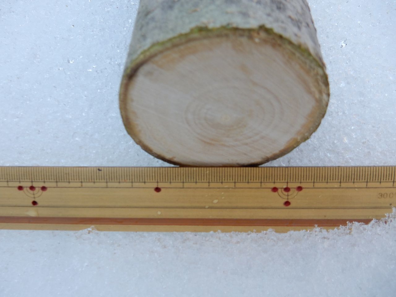雪の深いうちにモクレンの太い枝を剪定する_c0025115_21581512.jpg