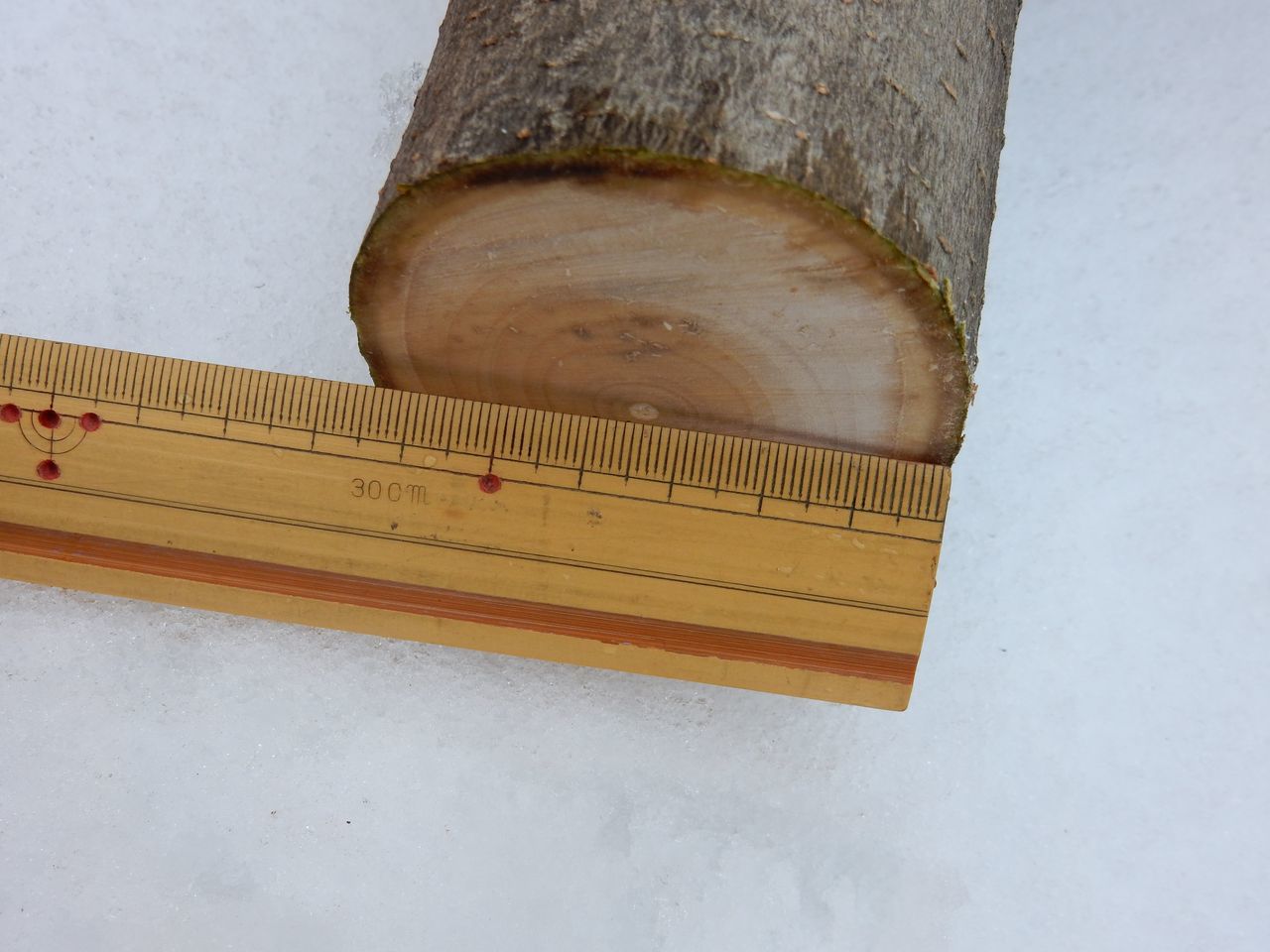 雪の深いうちにモクレンの太い枝を剪定する_c0025115_21582312.jpg