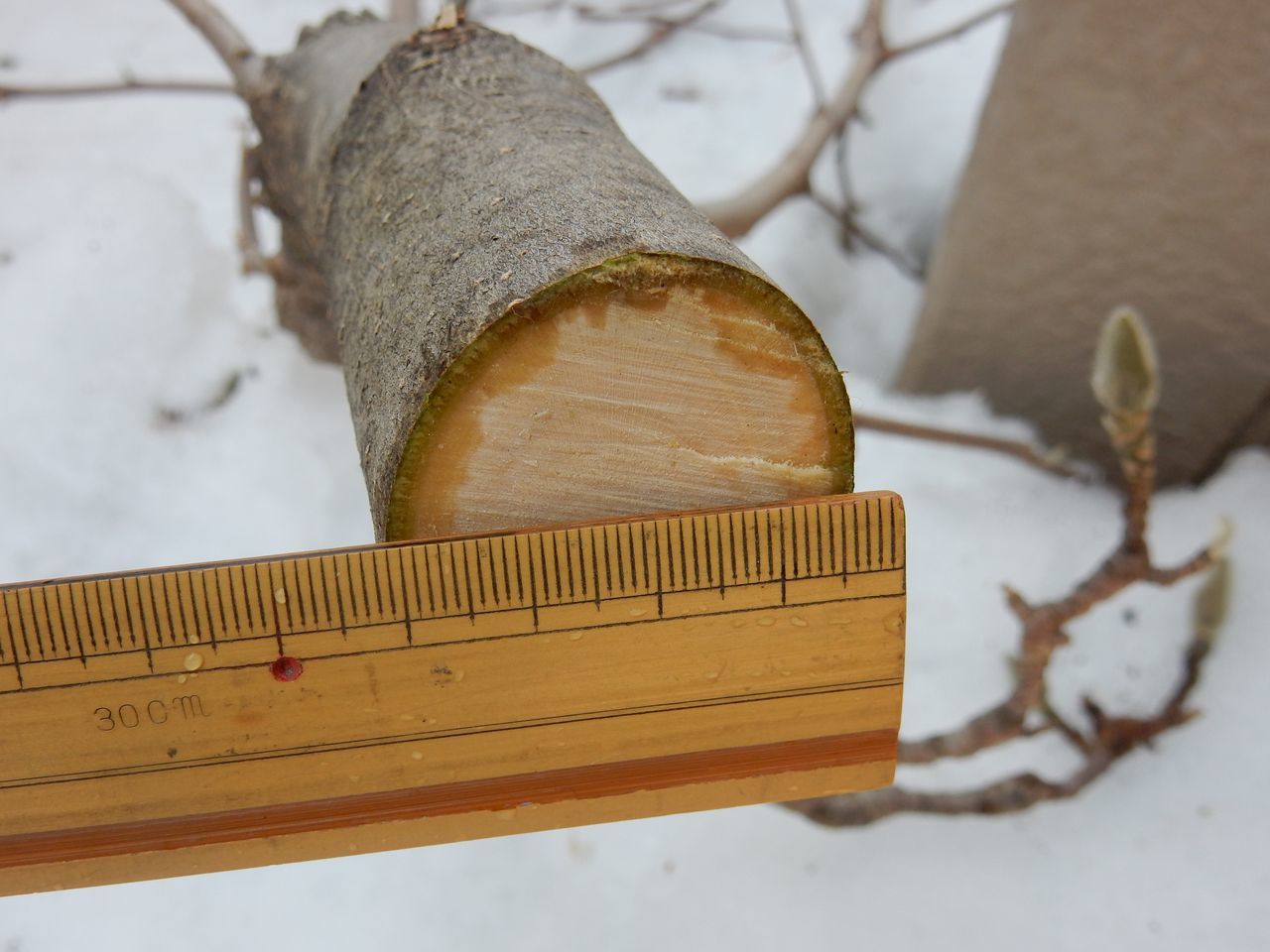 雪の深いうちにモクレンの太い枝を剪定する_c0025115_21582716.jpg