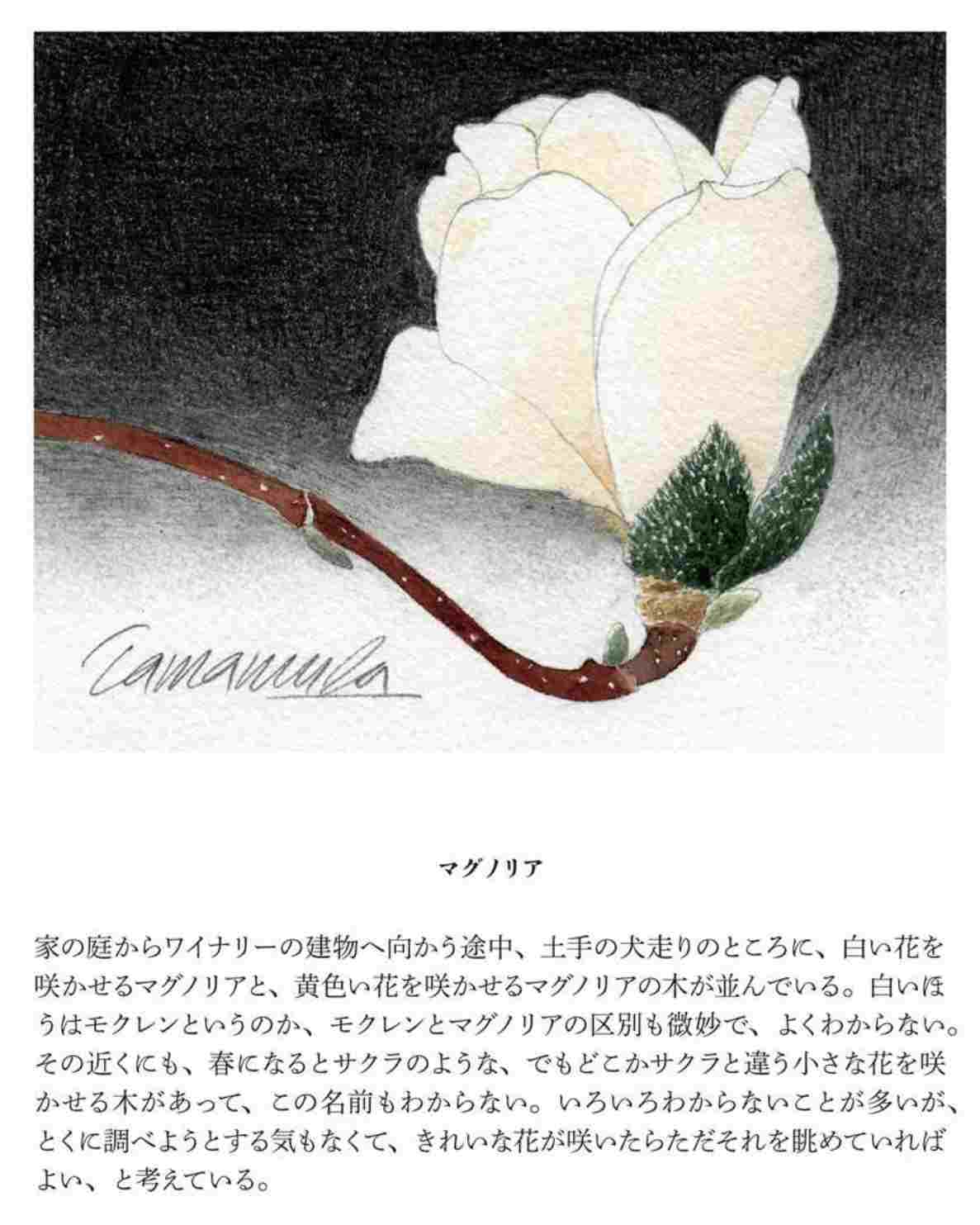雪の深いうちにモクレンの太い枝を剪定する_c0025115_22035792.jpg