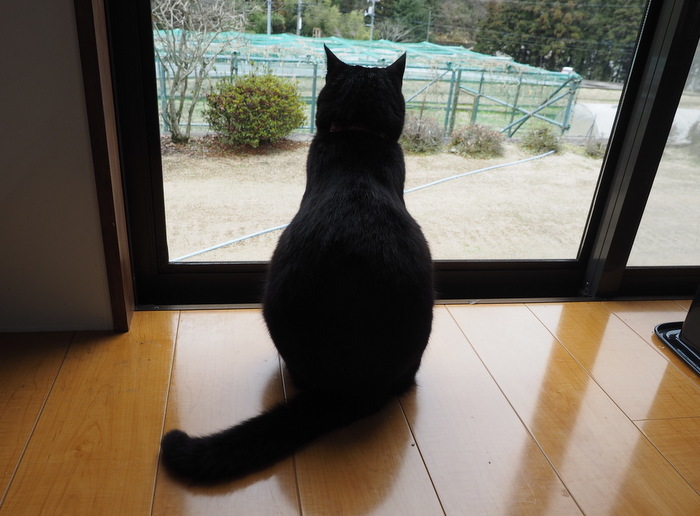 今日のくうちゃん_c0116915_23445110.jpg
