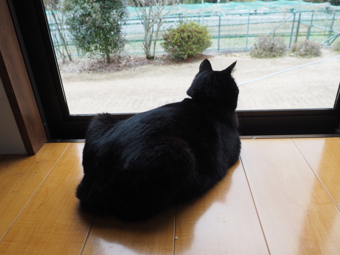今日のくうちゃん_c0116915_23454570.jpg