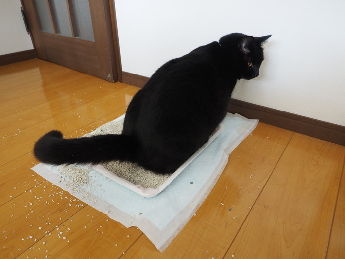 今日のくうちゃん_c0116915_23455871.jpg