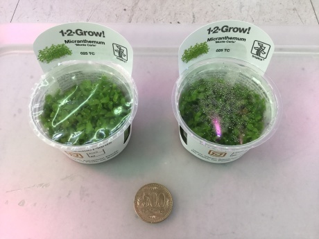 190228 熱帯魚 金魚 めだか 水草 観葉植物_f0189122_13351600.jpeg