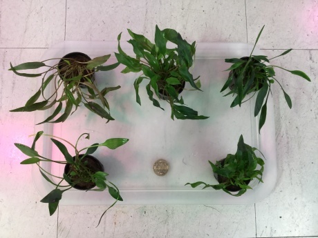 190228 熱帯魚 金魚 めだか 水草 観葉植物_f0189122_15223011.jpeg