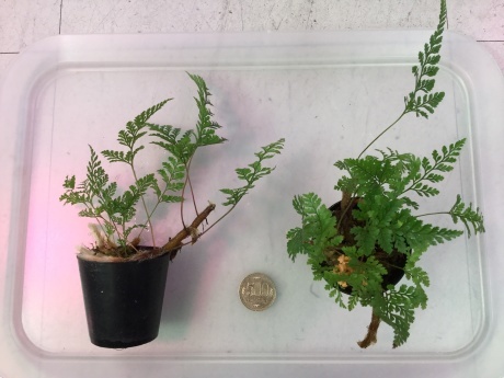 190228 熱帯魚 金魚 めだか 水草 観葉植物_f0189122_15243719.jpeg