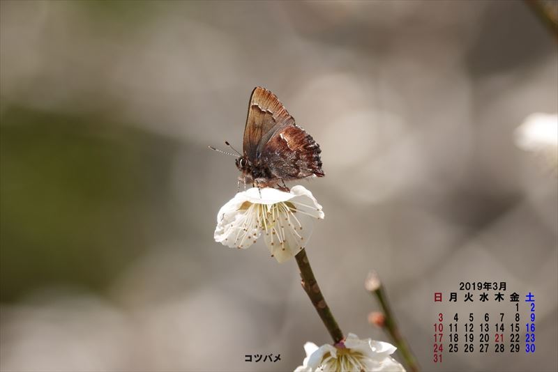 ２０１９年３月カレンダー_f0387424_07201986.jpg