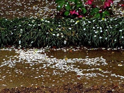 雨に散る梅の花 小さな感動
