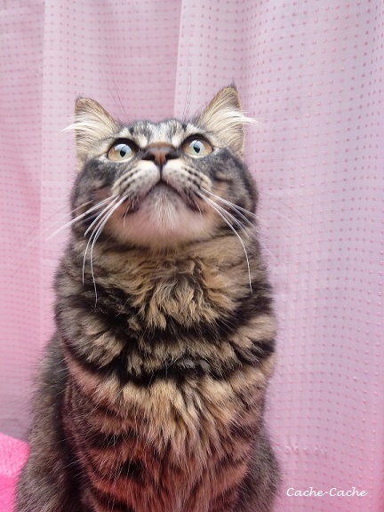 かわいいおはなと 猫草のつづき キッチンで猫と かわいいおはなと 猫草のつづき キッチンで猫と