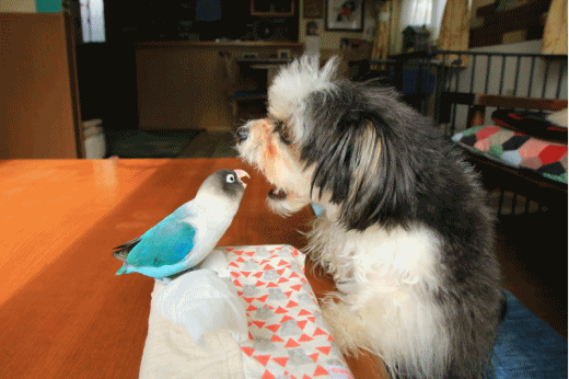 c0145250_11501353.gif