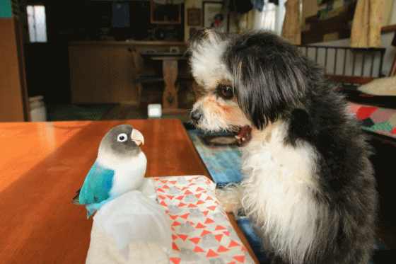 c0145250_11502003.gif