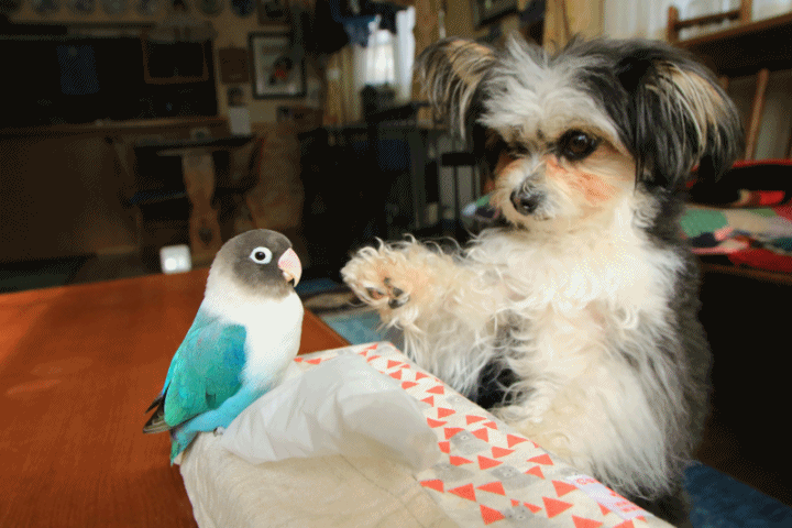 c0145250_11502798.gif