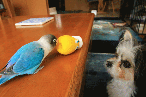 c0145250_11524883.gif