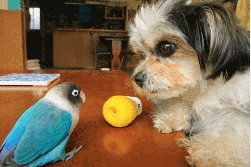 c0145250_11532041.gif